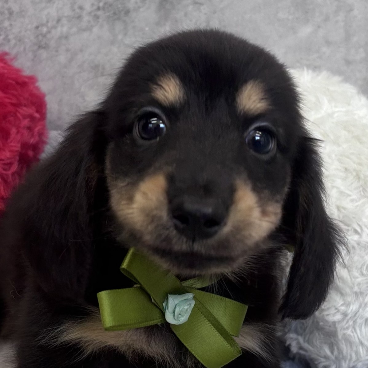 京都府のミニチュアダックスフンド(ロング) (犬の家＆猫の里京都精華店/2026年4月27日生まれ/男の子/ブラックタン)の子犬
