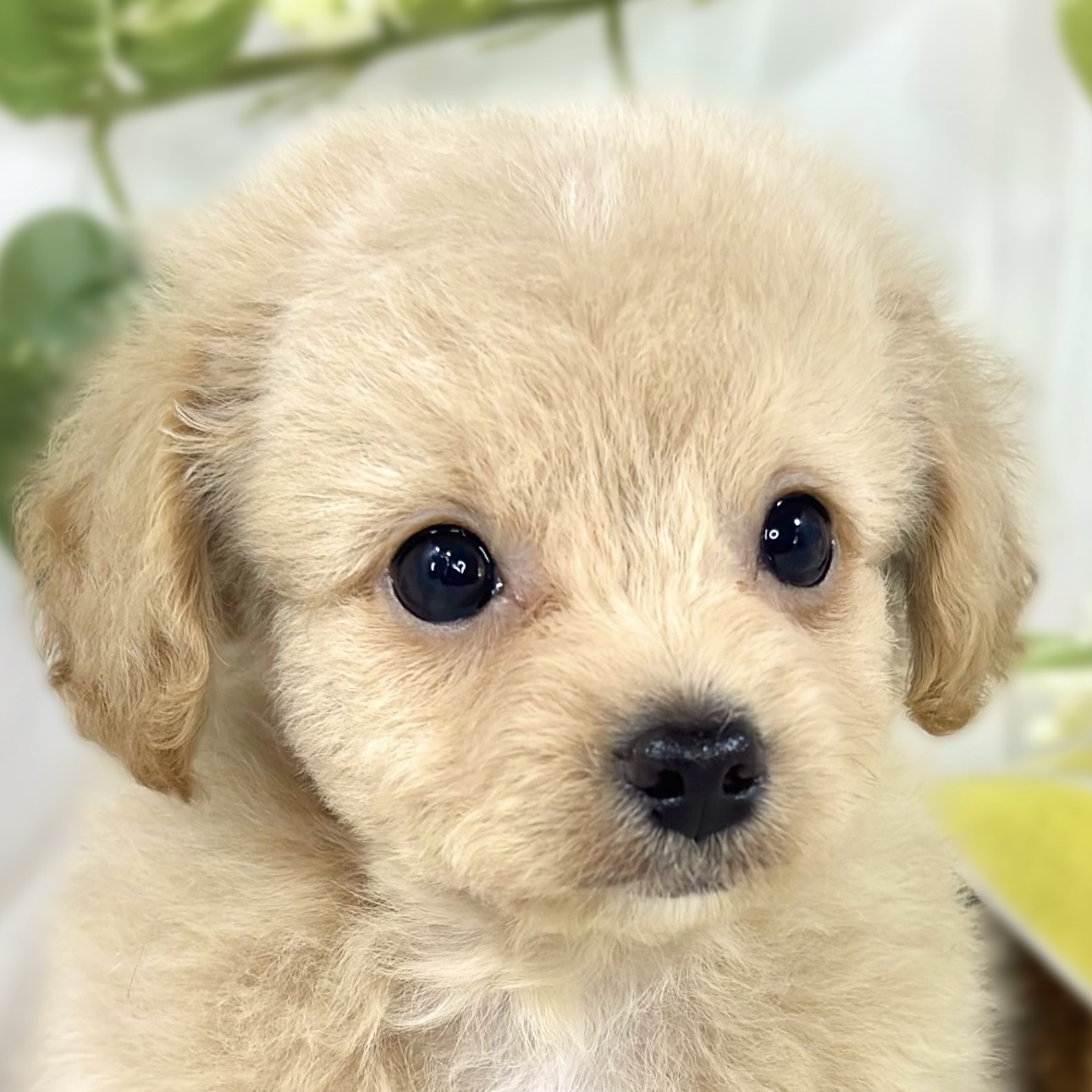 愛知県のチワプー/プーチー(チワワ×プードル) (犬の家＆猫の里春日井本店/2026年4月29日生まれ/男の子/クリームホワイト)の子犬