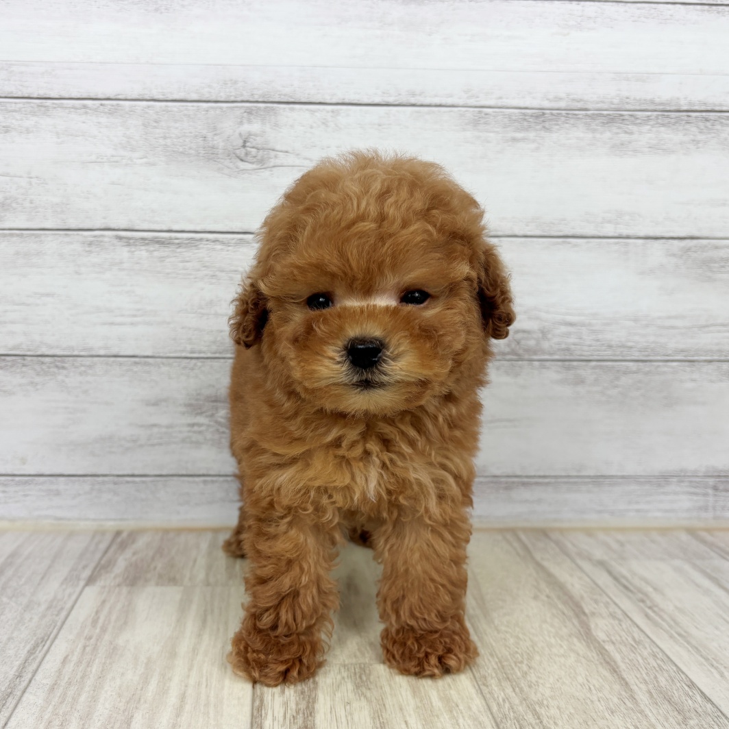 兵庫県のトイプードル(タイニー) (犬の家＆猫の里川西店/2026年5月3日生まれ/男の子/レッド)の子犬