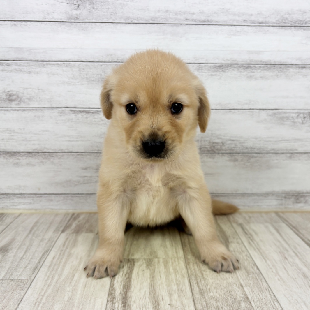 兵庫県のゴールデンレトリバー (犬の家＆猫の里川西店/2026年5月2日生まれ/女の子/ゴールデン)の子犬