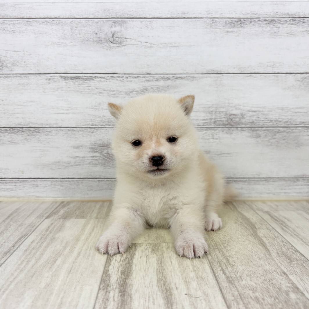 兵庫県の豆柴 (犬の家＆猫の里川西店/2026年5月2日生まれ/男の子/白)の子犬