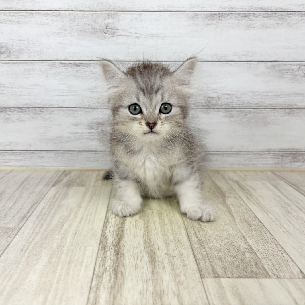 兵庫県のミヌエット (犬の家＆猫の里川西店/2026年5月3日生まれ/男の子/シルバーマッカレルタビー)の子猫