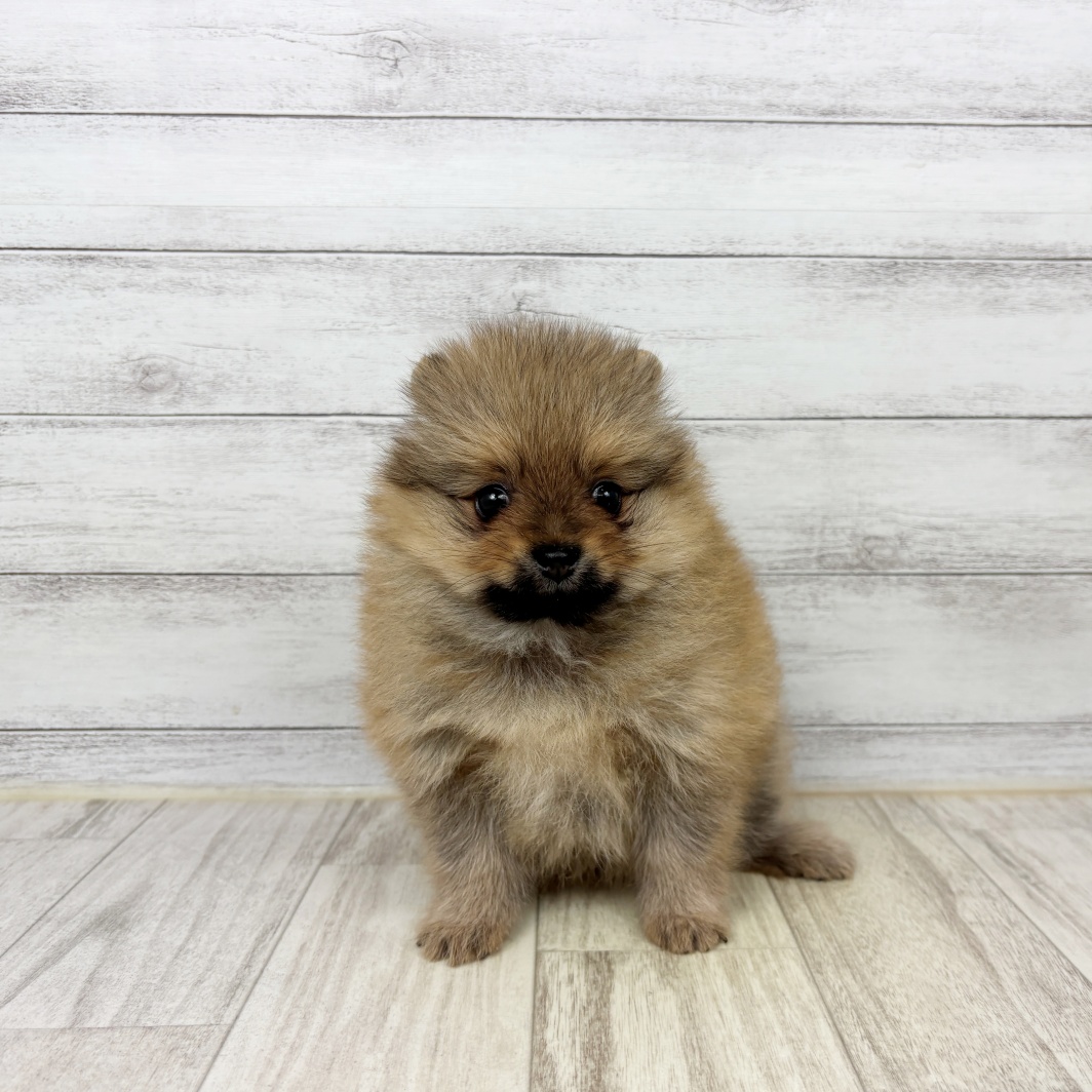 兵庫県のポメラニアン (犬の家＆猫の里川西店/2026年5月2日生まれ/女の子/オレンジ)の子犬