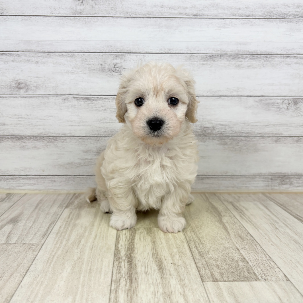 兵庫県のマルックス(マルチーズ×ダックス) (犬の家＆猫の里川西店/2026年5月3日生まれ/男の子/フォーン)の子犬