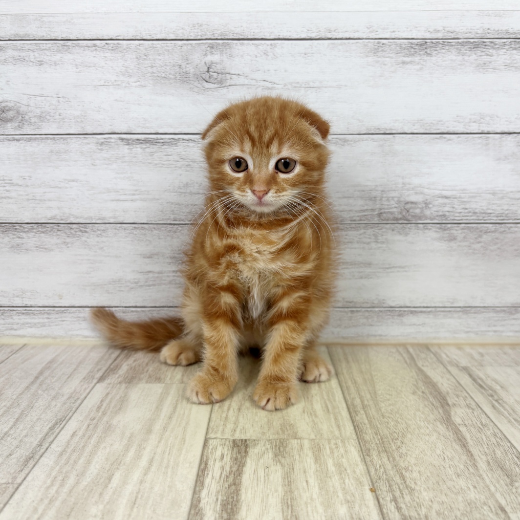 兵庫県のスコティッシュフォールド (犬の家＆猫の里ゆめタウン姫路店/2026年4月29日生まれ/女の子/レッドタビー)の子猫の4枚目の画像