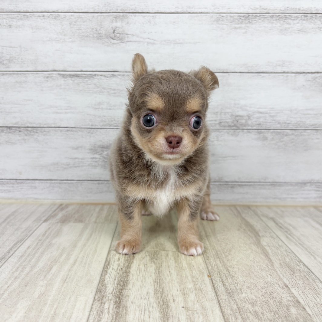 兵庫県のチワワ(ロング) (犬の家＆猫の里川西店/2026年5月1日生まれ/男の子/イザベラタン)の子犬