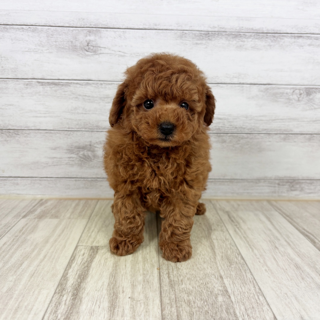 兵庫県のトイプードル(トイ) (犬の家＆猫の里川西店/2026年5月1日生まれ/男の子/レッドフォーン)の子犬