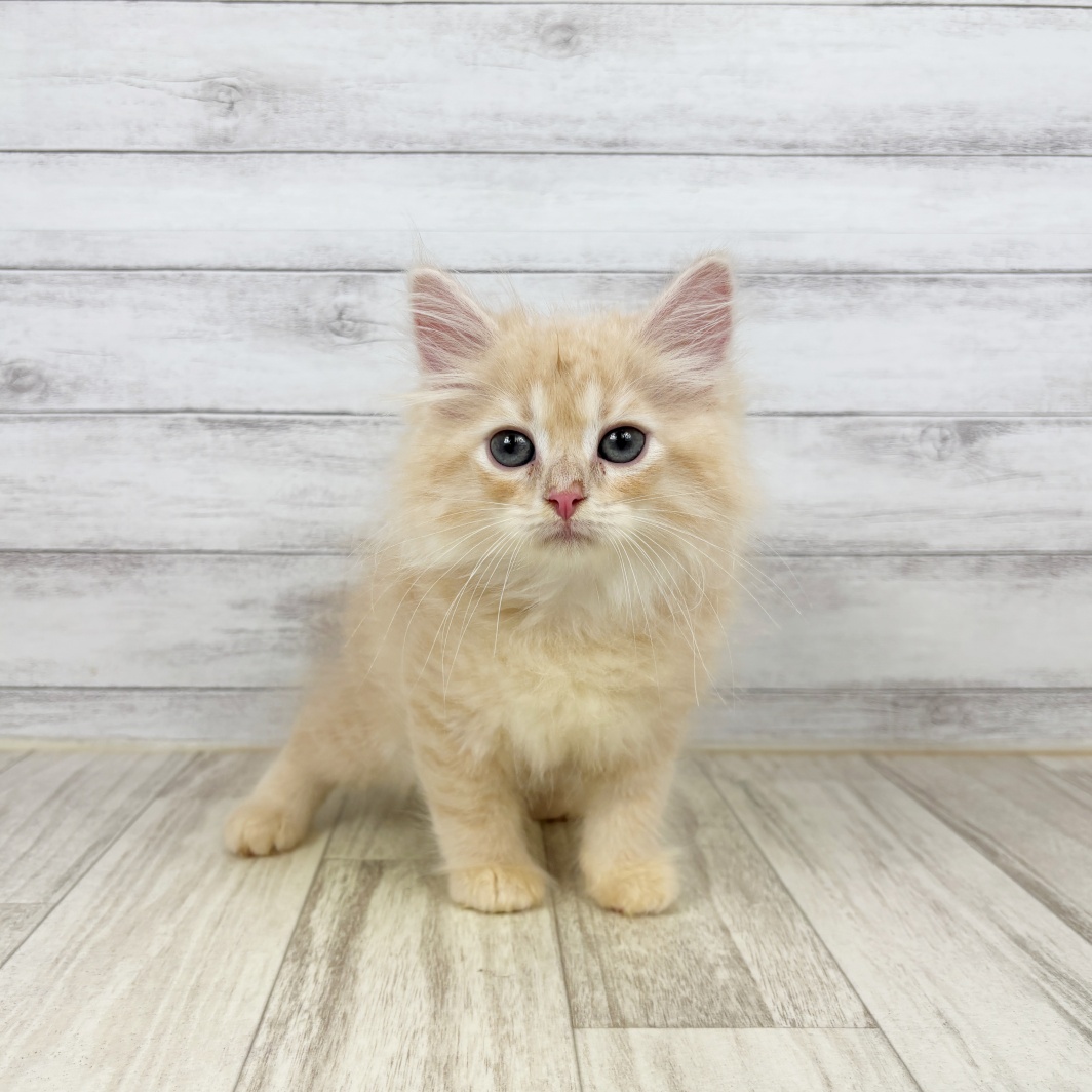 兵庫県のサイベリアン (犬の家＆猫の里川西店/2026年5月1日生まれ/男の子/クリームタビー)の子猫
