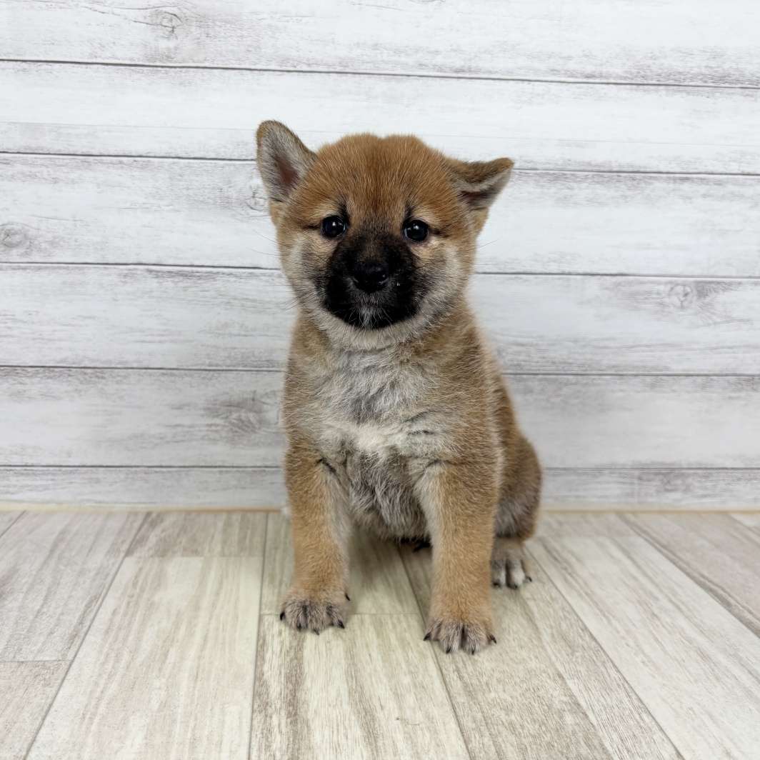 兵庫県の柴犬(標準サイズ) (犬の家＆猫の里川西店/2026年5月3日生まれ/女の子/赤)の子犬