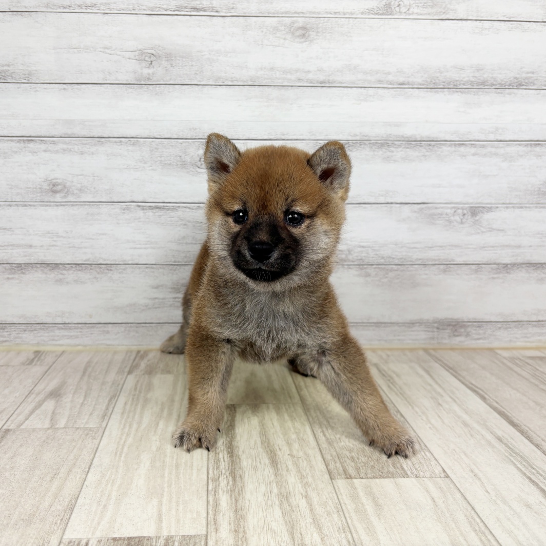 兵庫県の柴犬(標準サイズ) (犬の家＆猫の里川西店/2026年5月3日生まれ/女の子/赤)の子犬