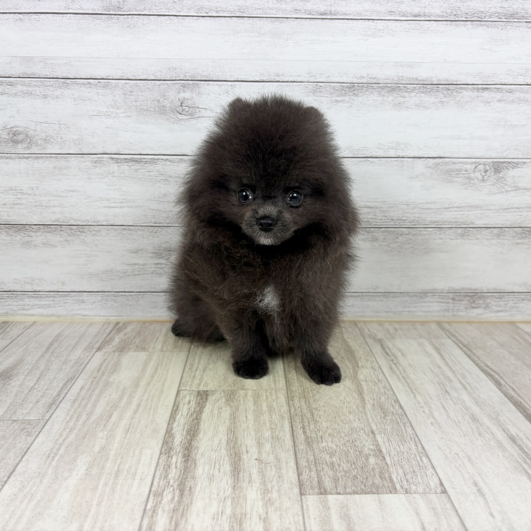 兵庫県のポメラニアン (犬の家＆猫の里川西店/2026年4月11日生まれ/男の子/ブルー)の子犬