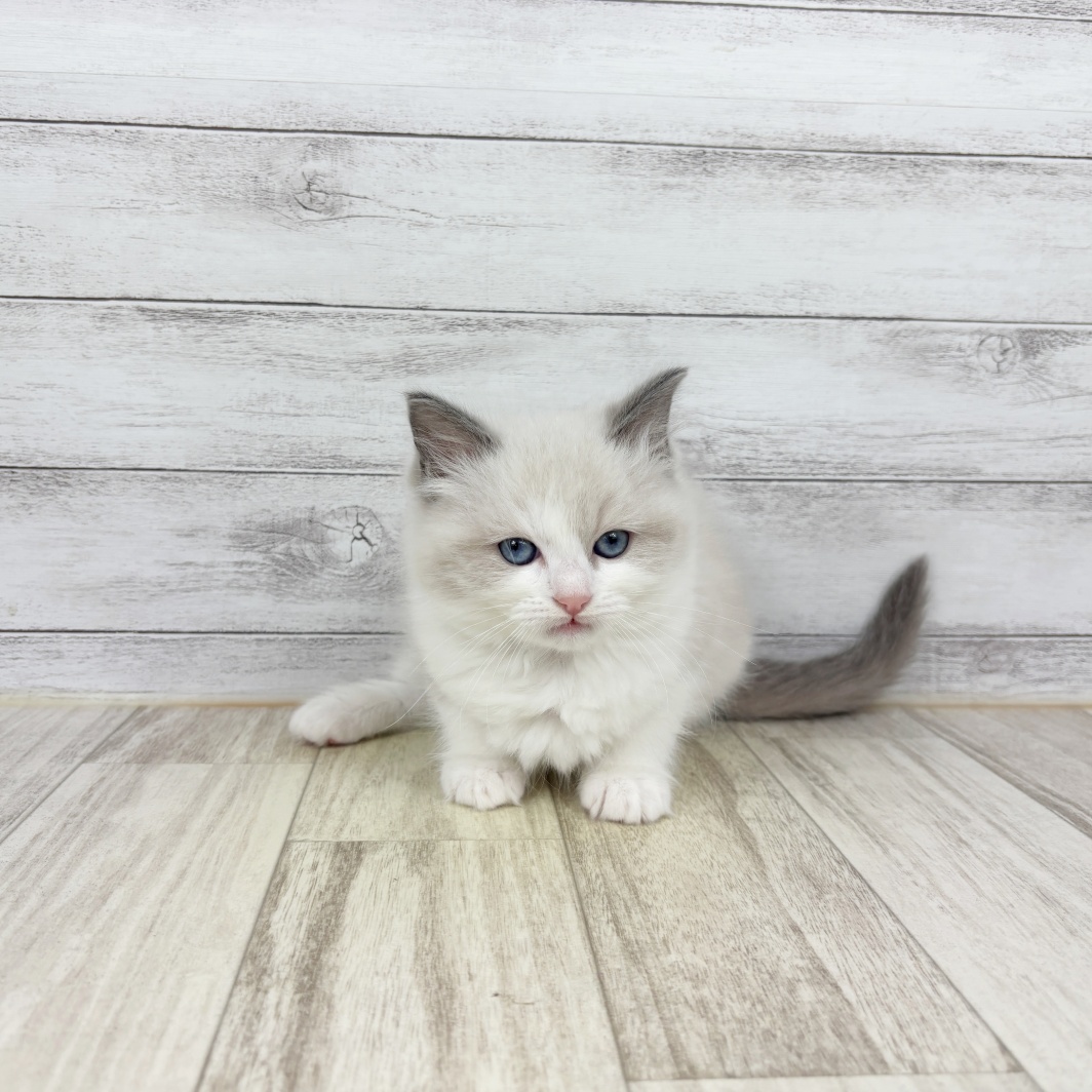 兵庫県のラグドール (犬の家＆猫の里川西店/2026年4月28日生まれ/女の子/ブルーポイントバイカラー)の子猫
