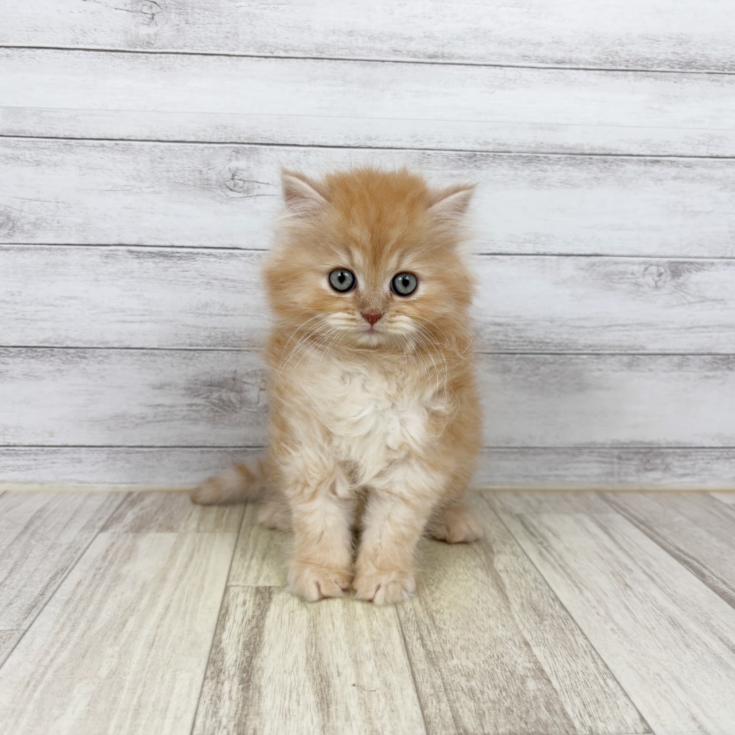 兵庫県のサイベリアン (犬の家＆猫の里川西店/2026年4月26日生まれ/男の子/レッドタビー)の子猫