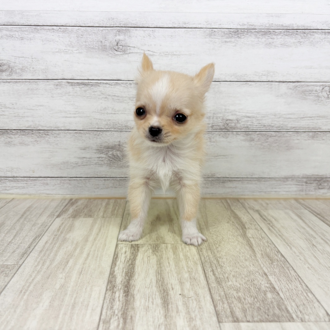 兵庫県のチワワ(ロング) (犬の家＆猫の里川西店/2026年4月30日生まれ/男の子/クリームホワイト)の子犬