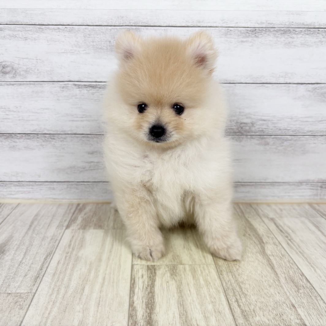 兵庫県のポメラニアン (犬の家＆猫の里川西店/2026年5月2日生まれ/男の子/クリーム)の子犬
