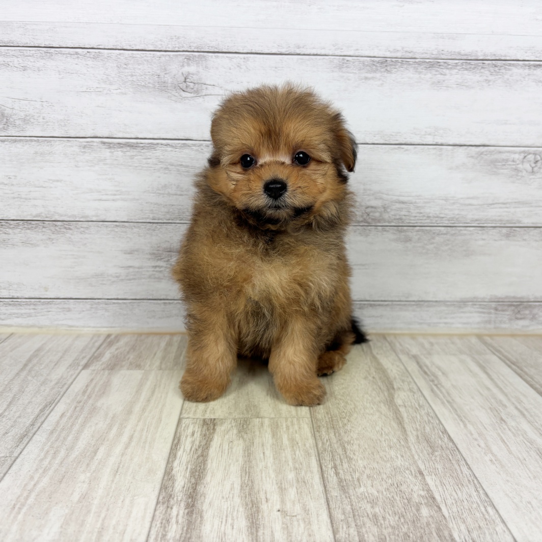 兵庫県のポメプー(ポメラニアン×プードル) (犬の家＆猫の里川西店/2026年5月2日生まれ/女の子/オレンジ)の子犬