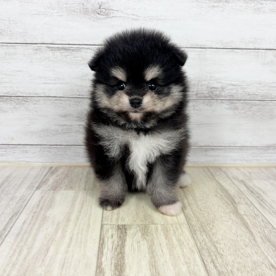 兵庫県のポメラニアン (犬の家＆猫の里川西店/2026年5月2日生まれ/男の子/ブラックタン)の子犬