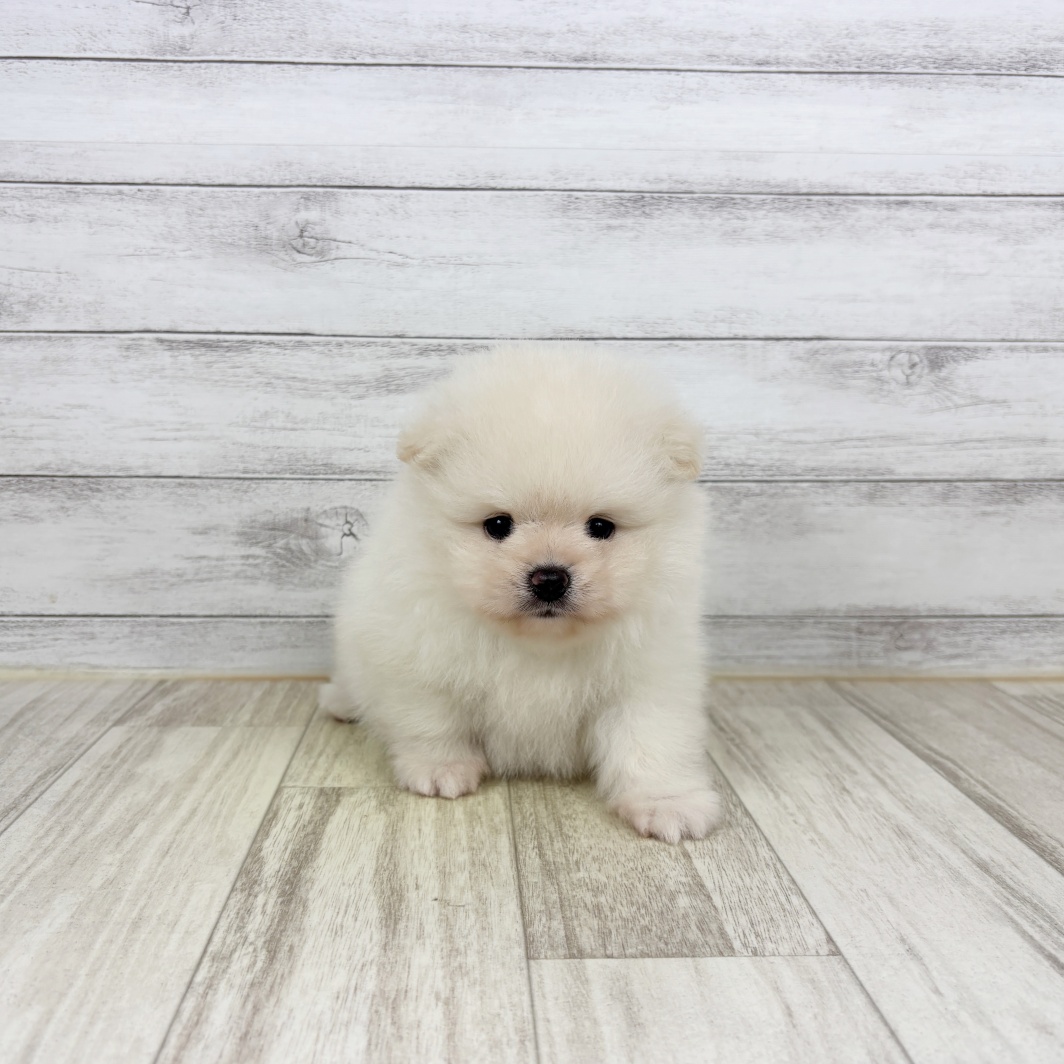 兵庫県のポメラニアン (犬の家＆猫の里川西店/2026年5月2日生まれ/男の子/クリーム)の子犬