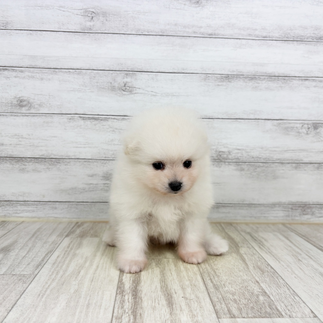 兵庫県のポメラニアン (犬の家＆猫の里川西店/2026年5月2日生まれ/男の子/クリーム)の子犬
