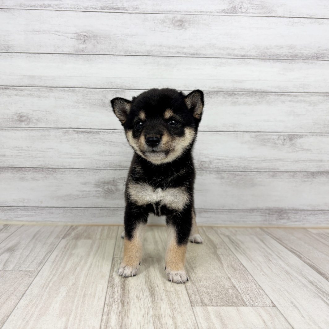 兵庫県の豆柴 (犬の家＆猫の里川西店/2026年4月30日生まれ/女の子/黒)の子犬