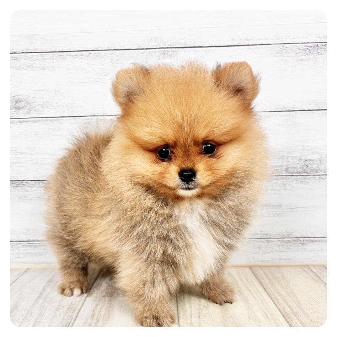 兵庫県のポメラニアン (犬の家＆猫の里川西店/2026年4月26日生まれ/女の子/オレンジ)の子犬