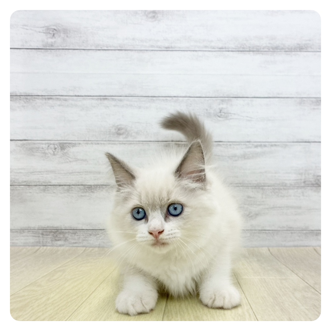 長野県のラグドール (犬の家＆猫の里長野店/2026年4月22日生まれ/女の子/ブルーポイントバイカラー)の子猫