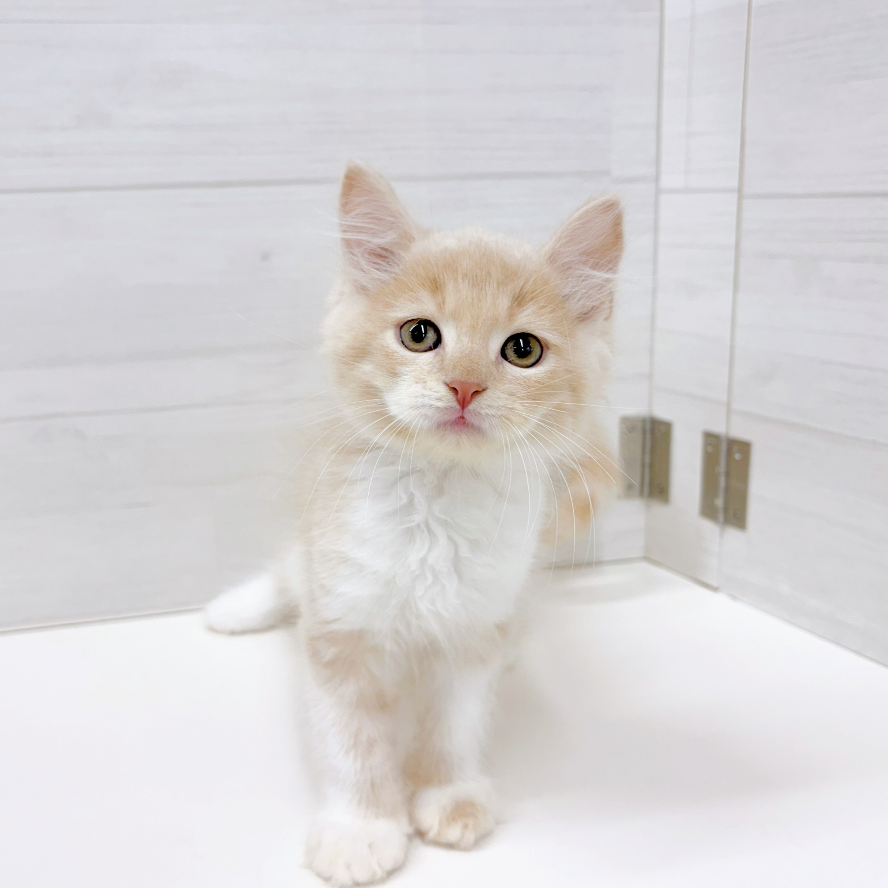 石川県のラガマフィン (犬の家＆猫の里アミーゴ金沢おこばた店/2026年5月2日生まれ/男の子/クリームタビーホワイト)の子猫の1枚目の画像