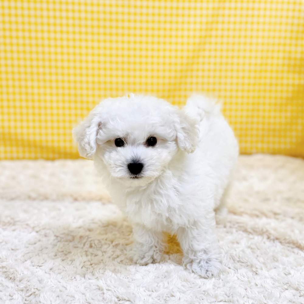 愛知県のビションフリーゼ (犬の家＆猫の里一宮店/2026年4月29日生まれ/男の子/ホワイト)の子犬
