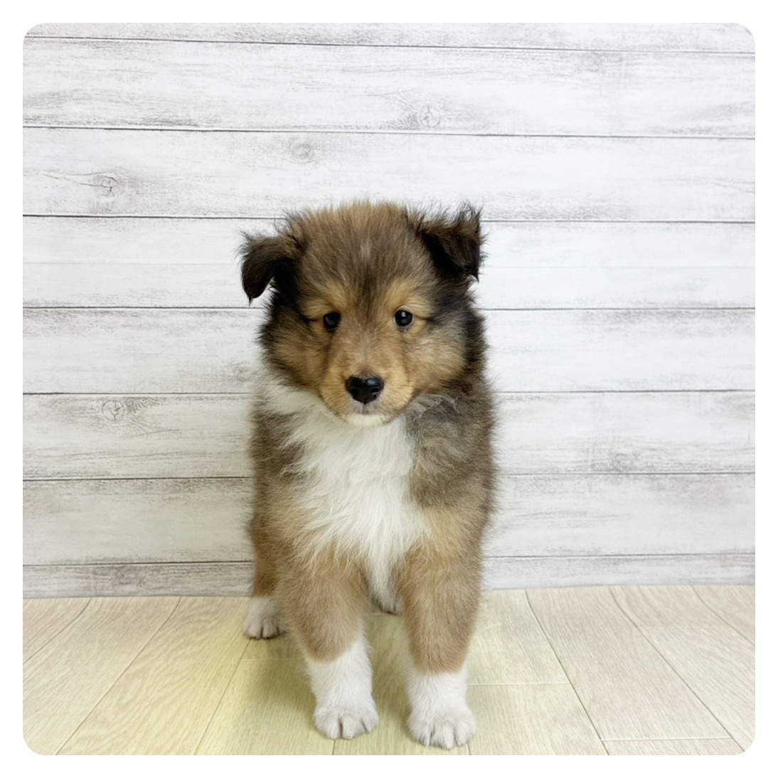 岡山県のシェットランドシープドッグ (犬の家＆猫の里倉敷店/2026年4月30日生まれ/男の子/セーブルホワイト)の子犬