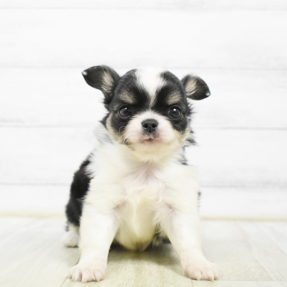 静岡県のチワワ(ロング) (犬の家＆猫の里マークイズ静岡店/2026年5月4日生まれ/男の子/ブラックタンホワイト)の子犬