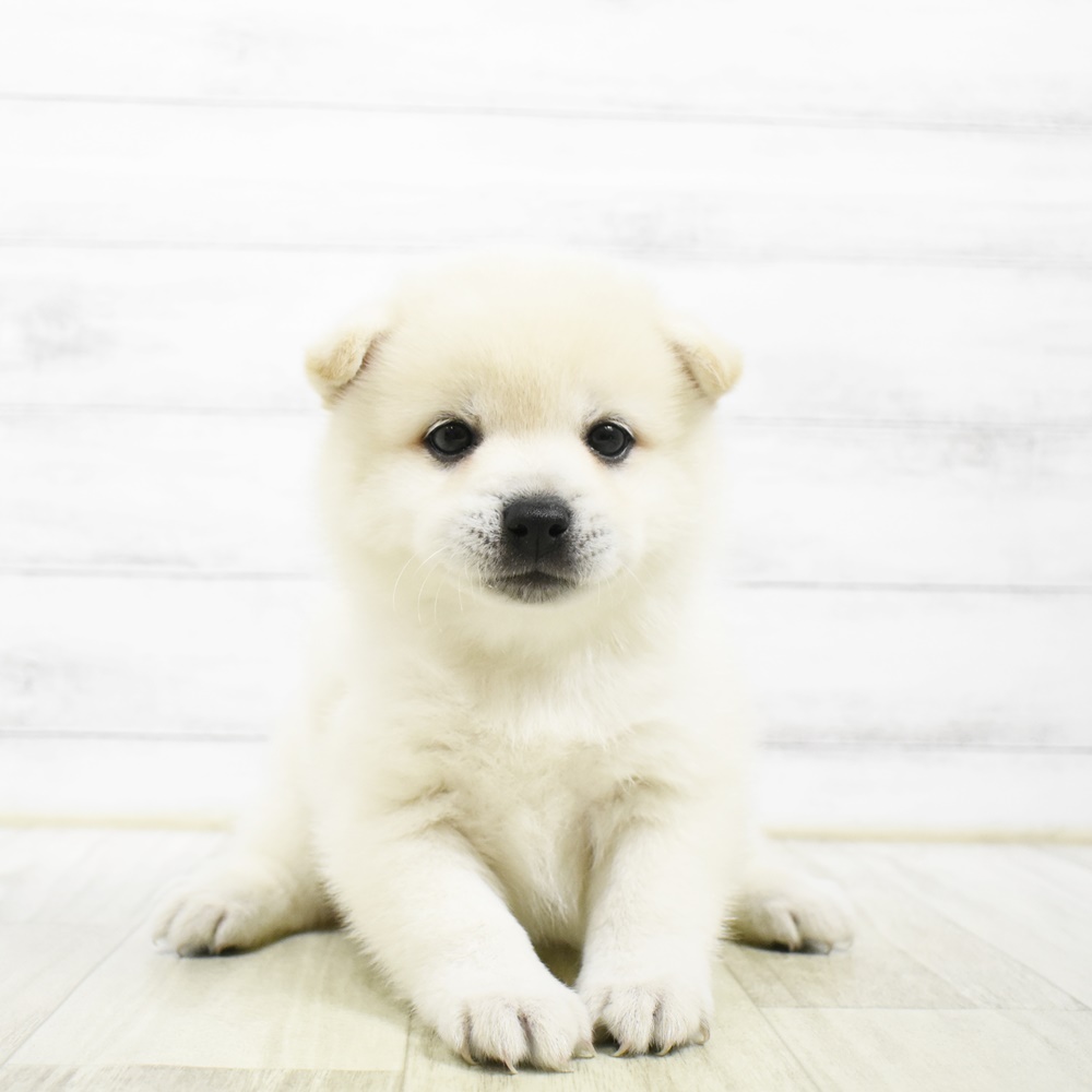 静岡県のハーフ犬・ミックス犬 (犬の家＆猫の里アミーゴ浜松和田店/2026年5月2日生まれ/男の子/白)の子犬