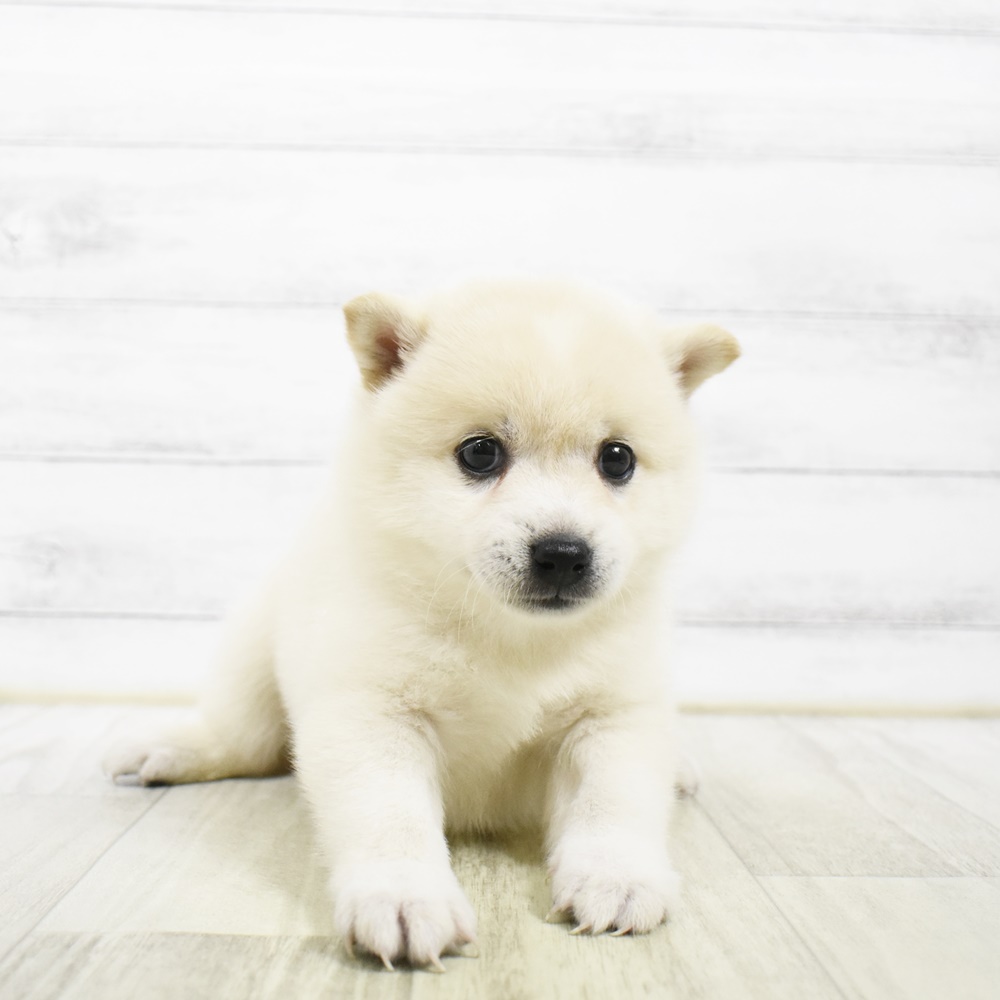 福岡県のハーフ犬・ミックス犬 (犬の家＆猫の里トリアス久山店/2026年5月2日生まれ/女の子/白)の子犬