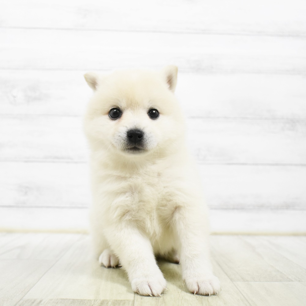 長野県のハーフ犬・ミックス犬 (犬の家＆猫の里長野店/2026年5月2日生まれ/女の子/白)の子犬
