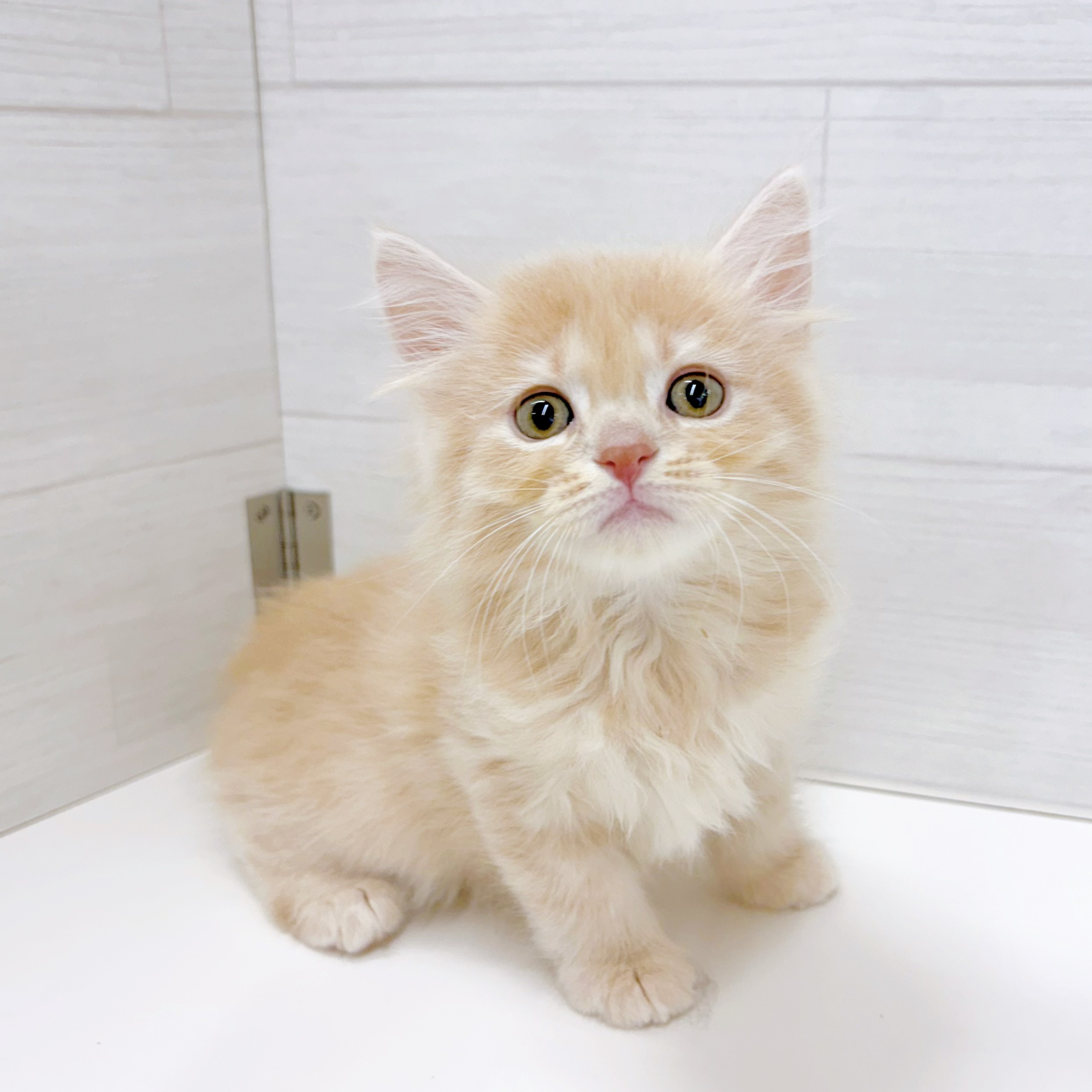 石川県のマンチカン (犬の家＆猫の里アミーゴ金沢おこばた店/2026年5月5日生まれ/男の子/クリーム)の子猫の1枚目の画像