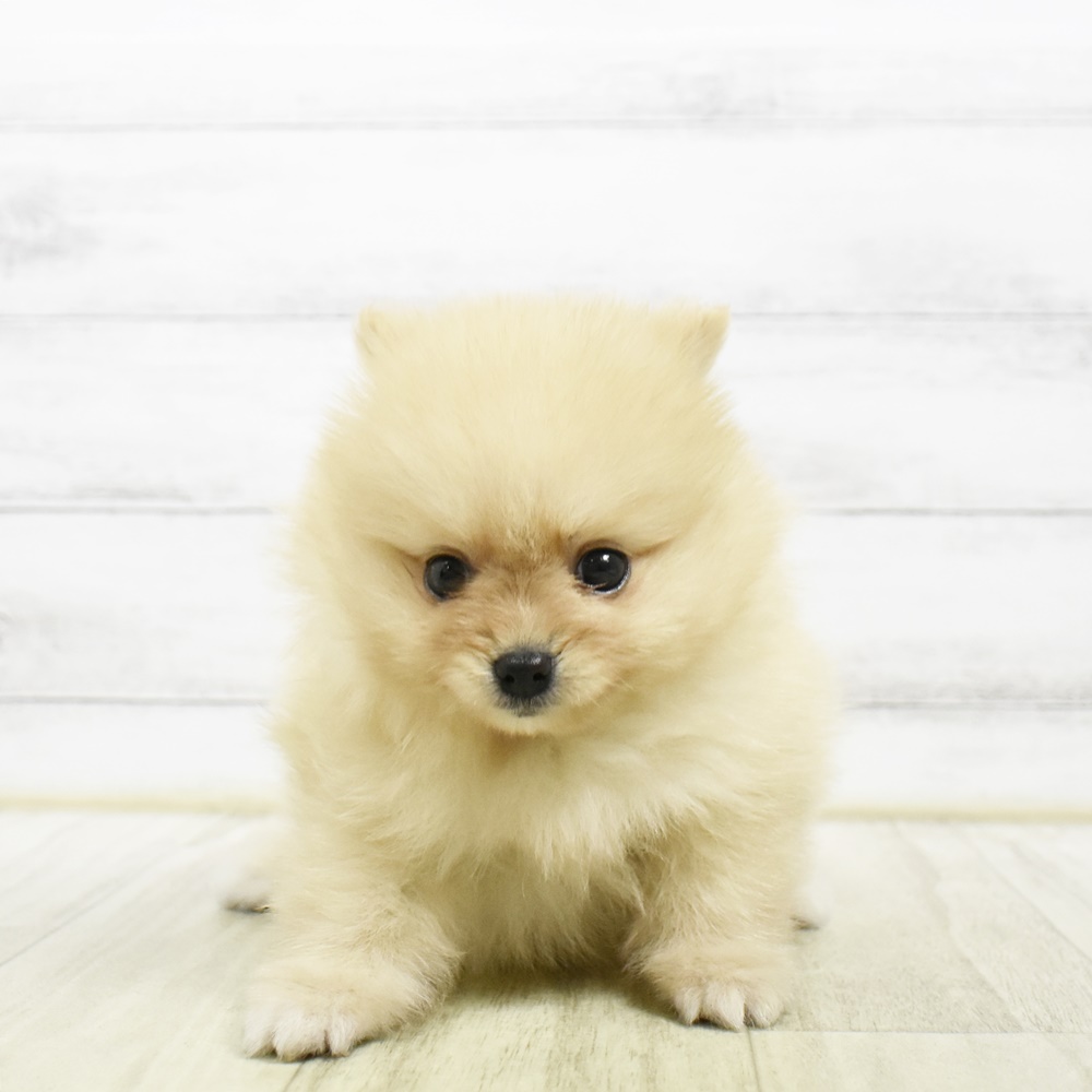 長野県のポメラニアン (犬の家＆猫の里塩尻店/2026年5月4日生まれ/女の子/クリーム)の子犬