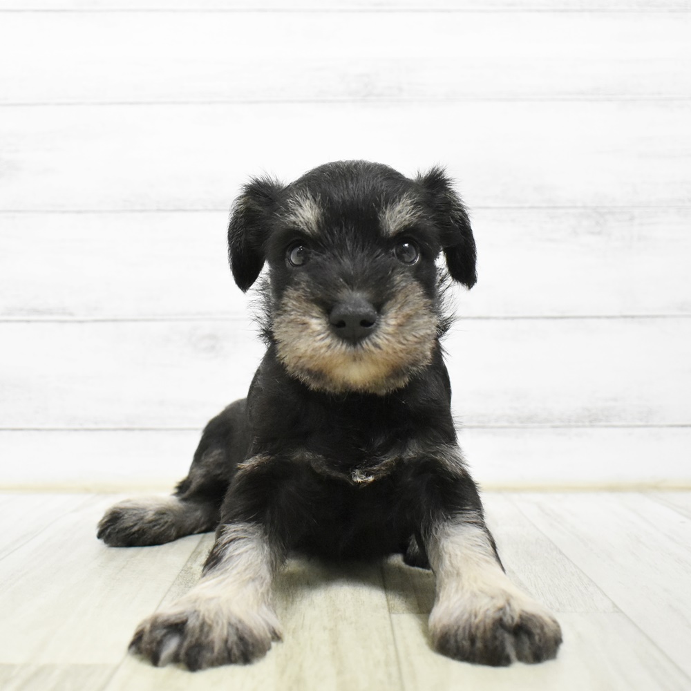 千葉県のミニチュアシュナウザー (犬の家＆猫の里ワンズモール稲毛店/2026年5月5日生まれ/女の子/ブラックシルバー)の子犬