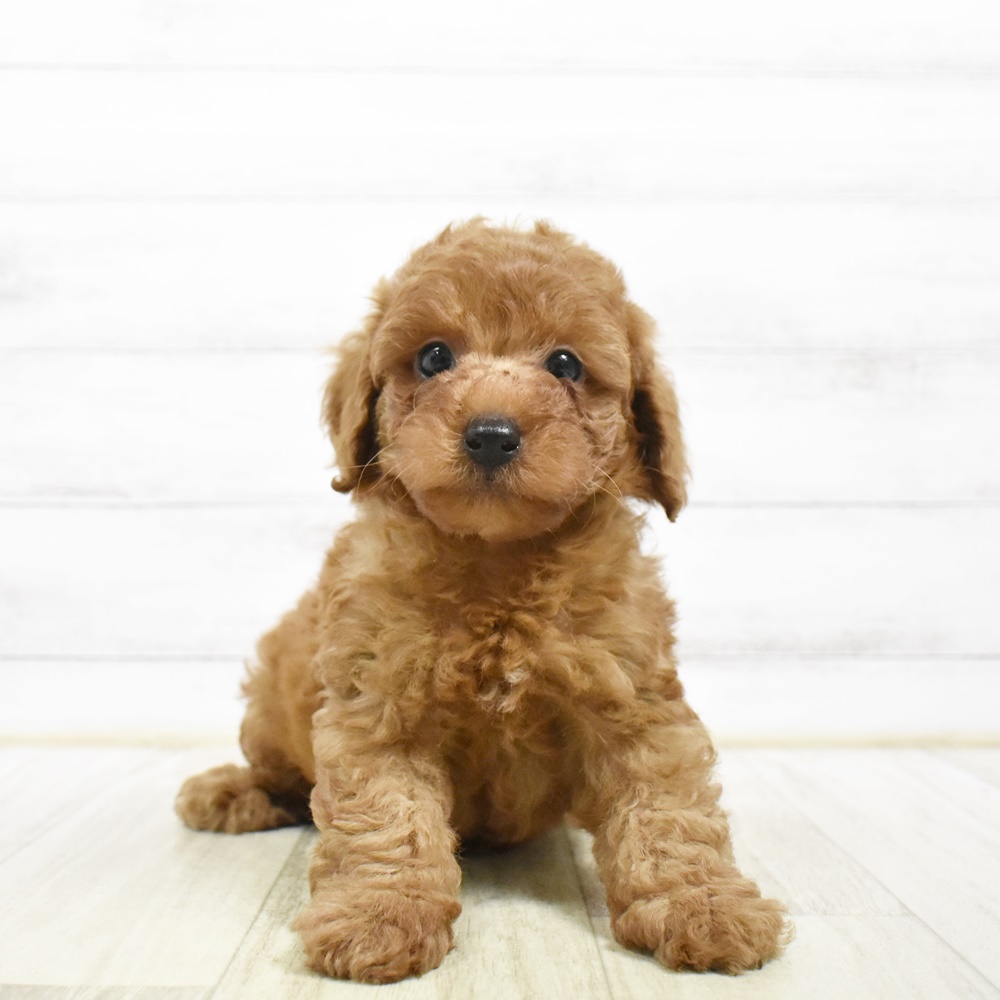 静岡県のトイプードル(トイ) (犬の家＆猫の里アミーゴ浜松和田店/2026年5月5日生まれ/男の子/レッド)の子犬