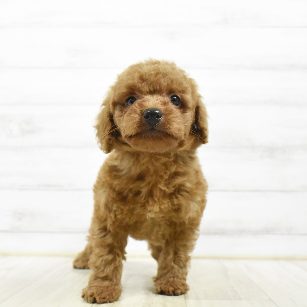 三重県のトイプードル(トイ) (犬の家＆猫の里三重桑名店/2026年5月5日生まれ/男の子/レッド)の子犬