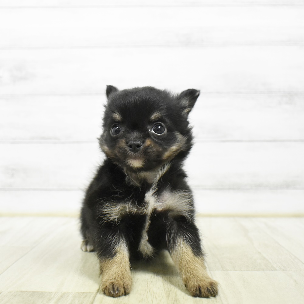 三重県のチワワ(ロング) (犬の家＆猫の里三重桑名店/2026年5月5日生まれ/男の子/ブラックタンホワイト)の子犬