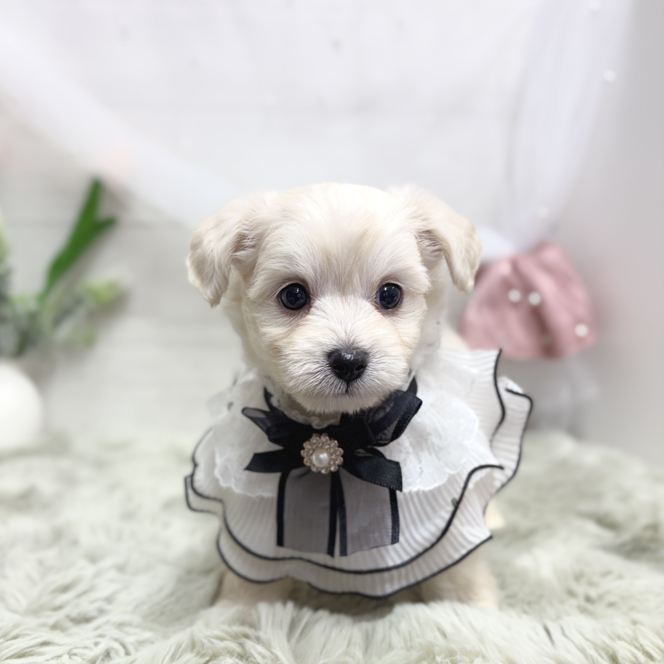 神奈川県のチワプー/プーチー(チワワ×プードル) (犬の家＆猫の里相模原店/2026年5月3日生まれ/男の子/クリーム)の子犬の1枚目の画像