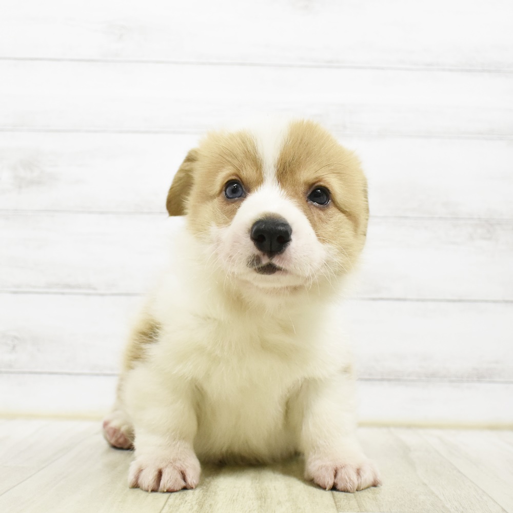 千葉県のウェルシュコーギーペンブローク (犬の家＆猫の里BIGHOPガーデンモール印西店/2026年5月3日生まれ/男の子/レッドホワイト)の子犬