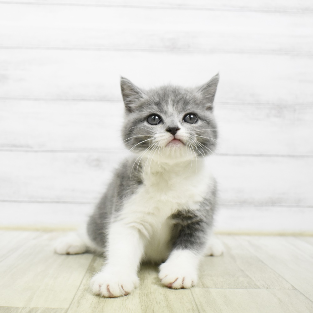 東京都のスコティッシュストレート (犬の家＆猫の里ペットフォレスト小平店/2026年5月5日生まれ/男の子/ブルータビーホワイト)の子猫
