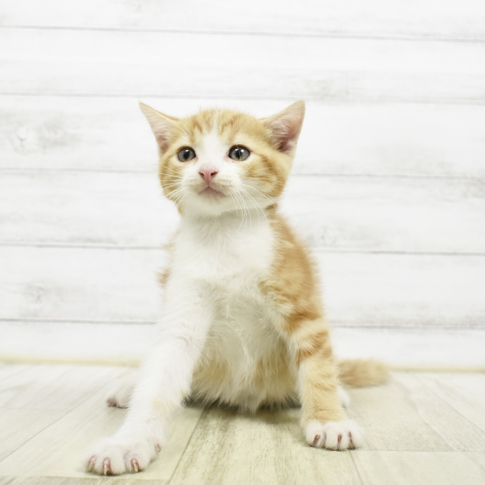 神奈川県のスコティッシュフォールド (犬の家＆猫の里小田原店/2026年5月4日生まれ/男の子/レッドタビーホワイト)の子猫
