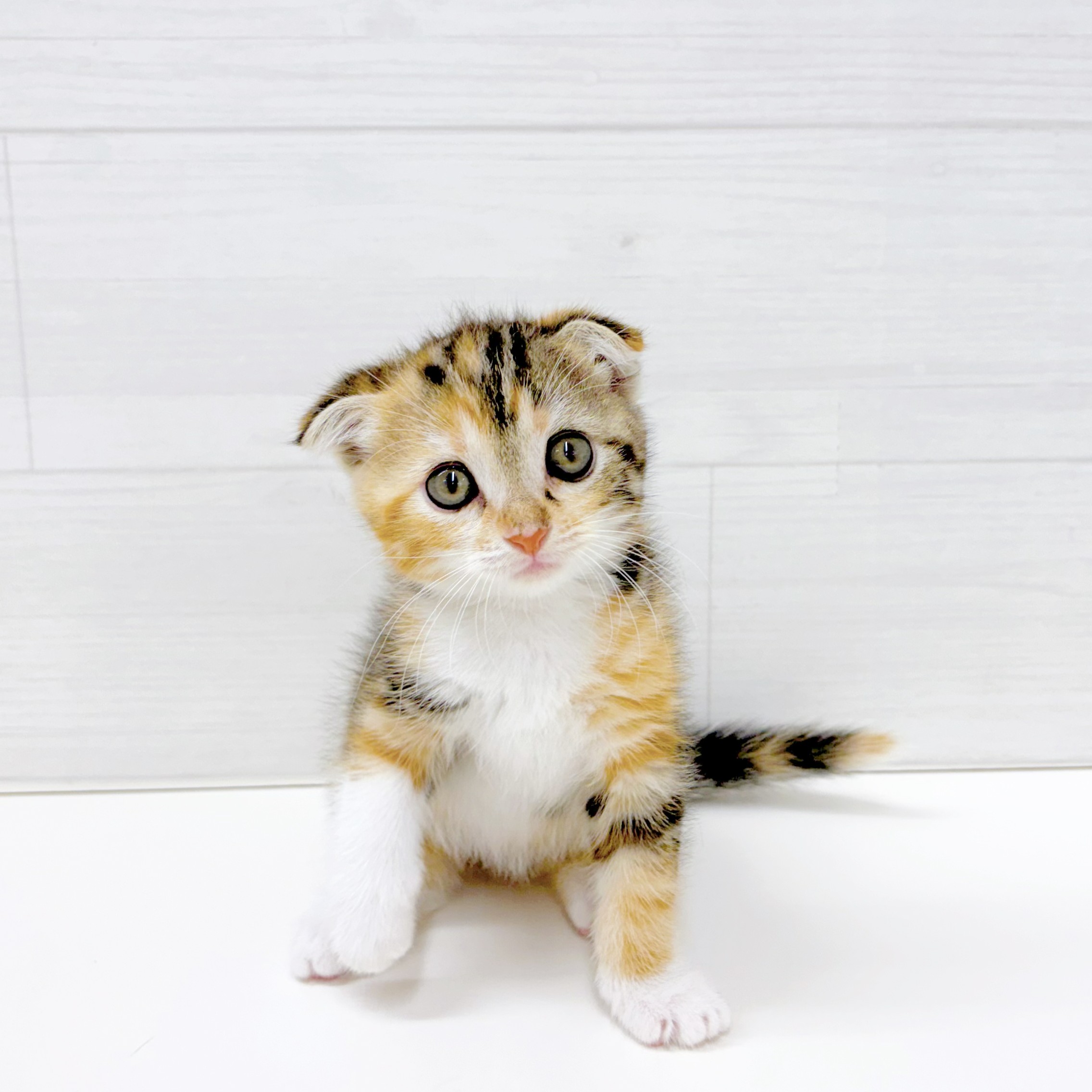 石川県のスコティッシュフォールド (犬の家＆猫の里アミーゴ金沢おこばた店/2026年5月4日生まれ/女の子/キャリコ)の子猫の1枚目の画像