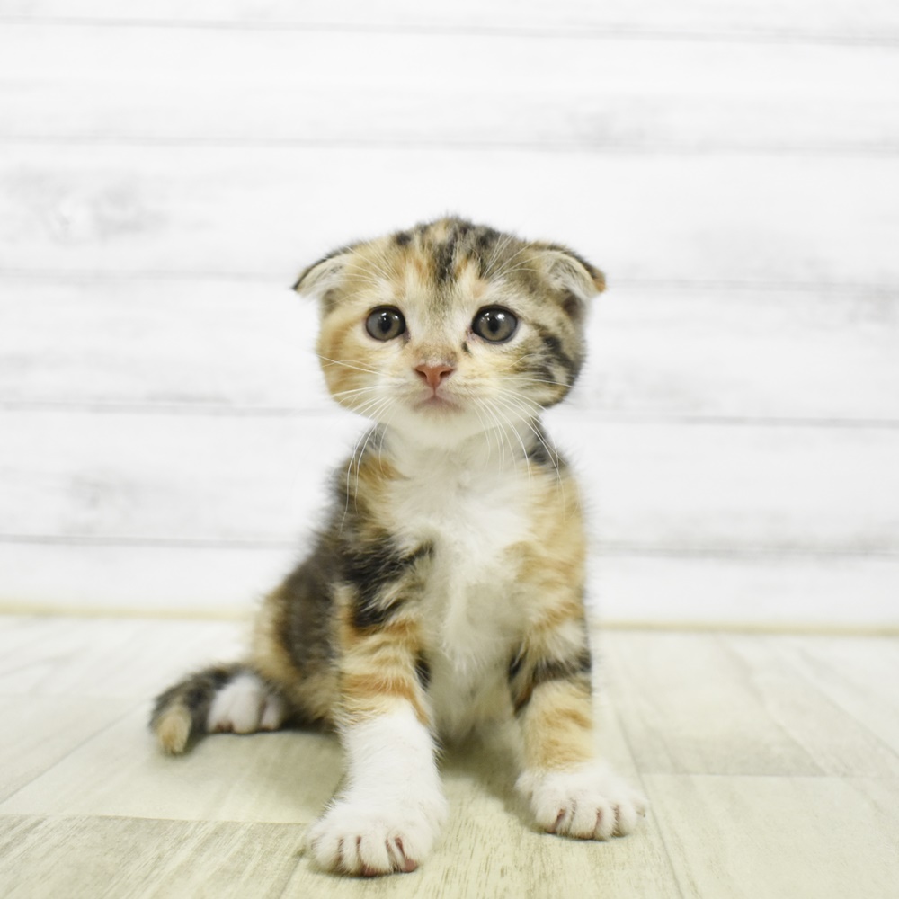 石川県のスコティッシュフォールド (犬の家＆猫の里アミーゴ金沢おこばた店/2026年5月4日生まれ/女の子/キャリコ)の子猫