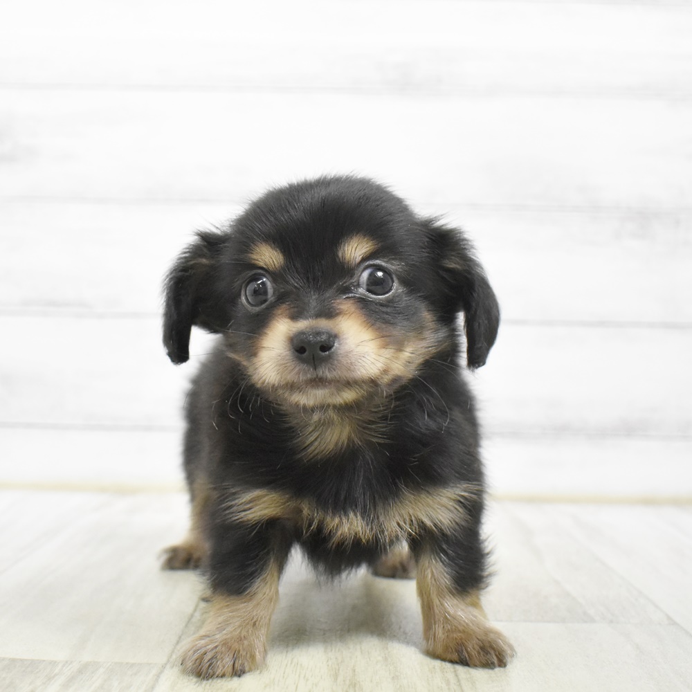 ハーフ犬男の子の写真