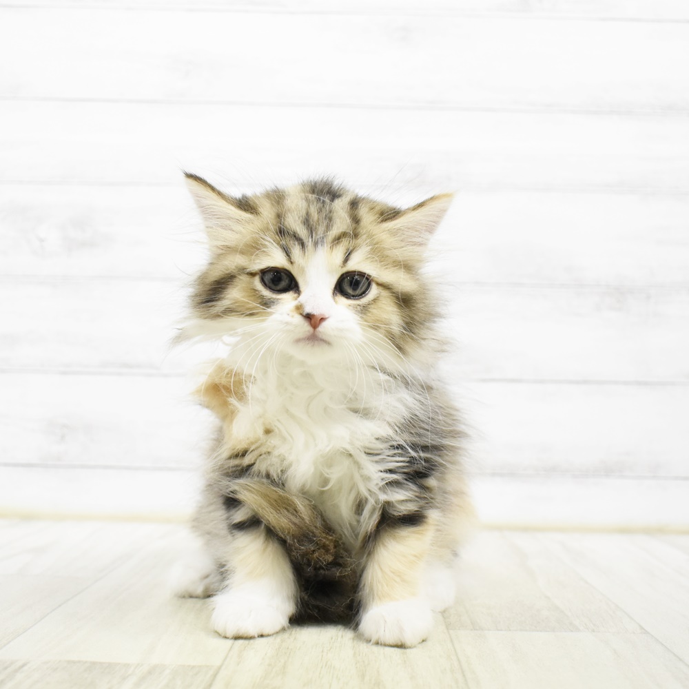 富山県のミヌエット (犬の家＆猫の里富山店/2026年5月5日生まれ/女の子/キャリコ)の子猫