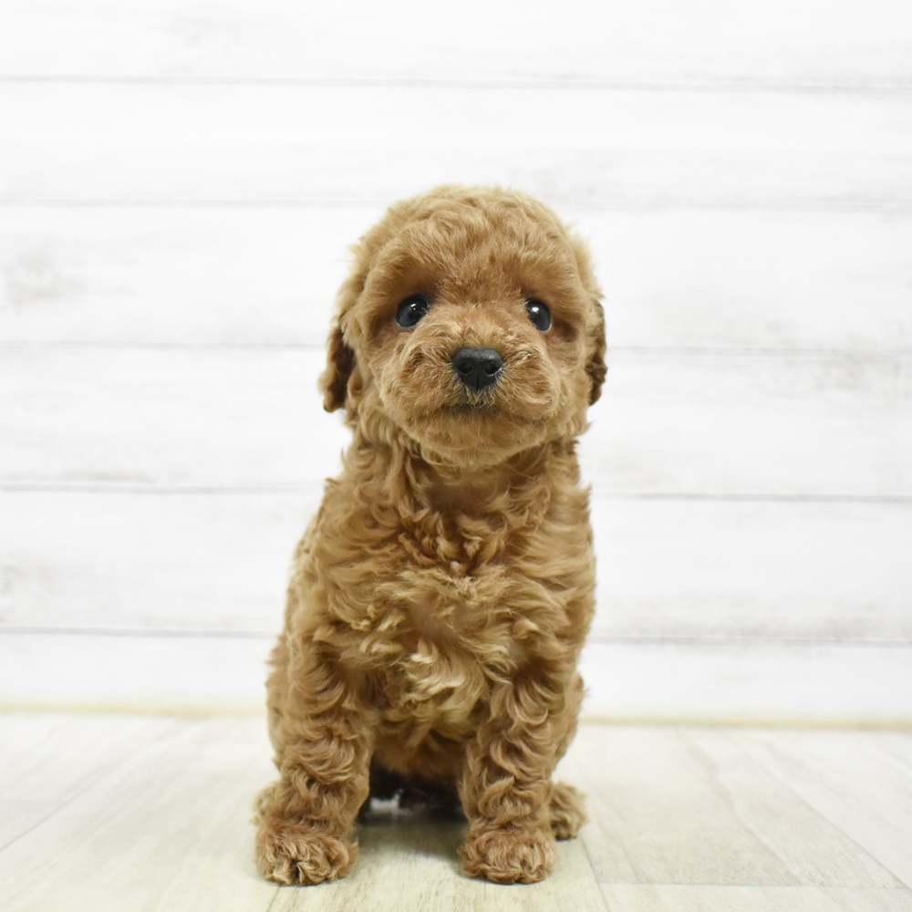 石川県のトイプードル(トイ) (犬の家＆猫の里アミーゴ金沢おこばた店/2026年5月4日生まれ/女の子/レッド)の子犬
