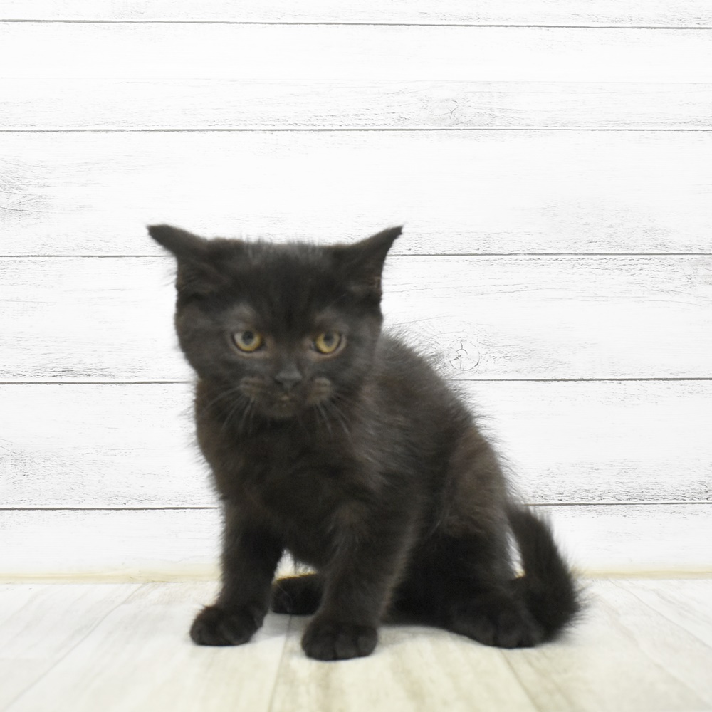 静岡県のブリティッシュショートヘアー (犬の家＆猫の里アミーゴ浜松和田店/2026年5月4日生まれ/女の子/チョコレート)の子猫