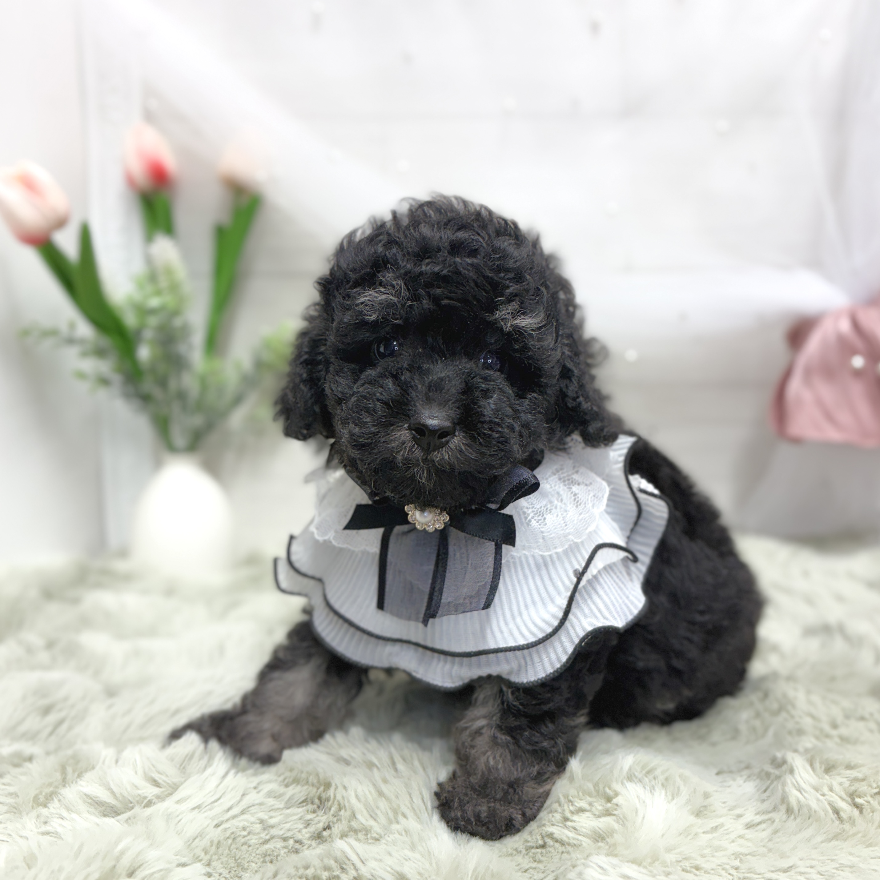 神奈川県のトイプードル(トイ) (犬の家＆猫の里相模原店/2026年5月4日生まれ/女の子/ブラックタン)の子犬の1枚目の画像